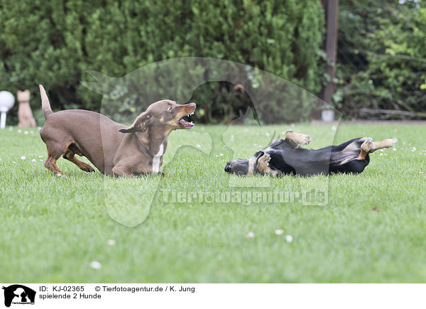 spielende 2 Hunde / playing 2 Dogs / KJ-02365