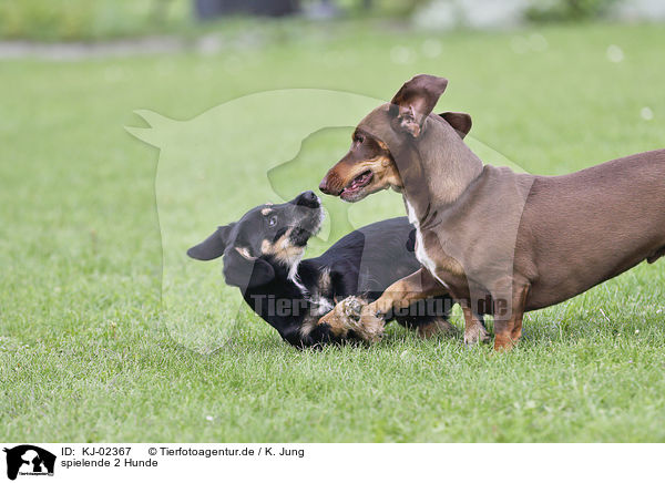 spielende 2 Hunde / playing 2 Dogs / KJ-02367