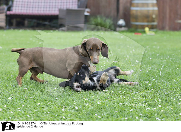 spielende 2 Hunde / playing 2 Dogs / KJ-02374