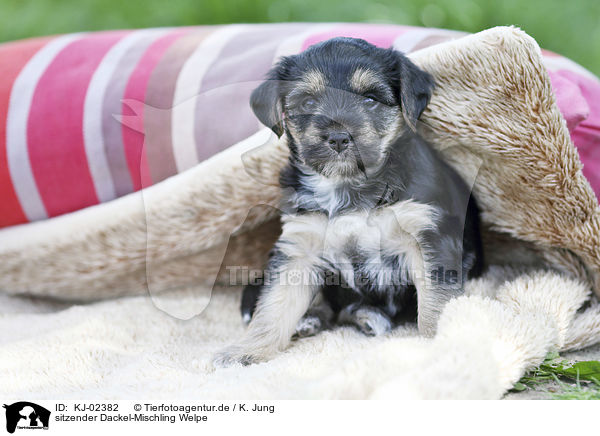 sitzender Dackel-Mischling Welpe / sitting Dachshund-Mongrel Puppy / KJ-02382