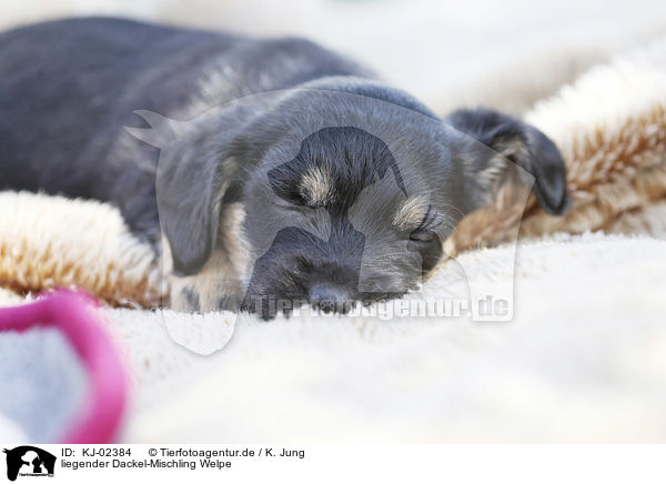 liegender Dackel-Mischling Welpe / lying Dachshund-Mongrel Puppy / KJ-02384