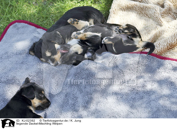 liegende Dackel-Mischling Welpen / lying Dachshund-Mongrel Puppies / KJ-02392