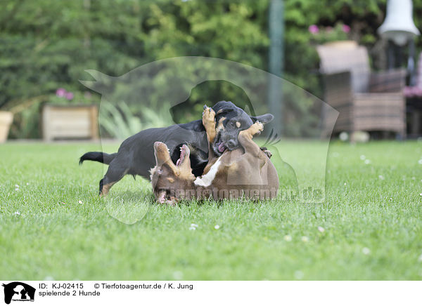 spielende 2 Hunde / playing 2 Dogs / KJ-02415