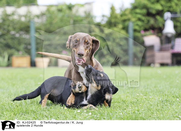 spielende 2 Hunde / playing 2 Dogs / KJ-02425