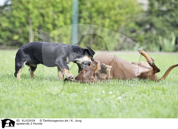 spielende 2 Hunde / playing 2 Dogs / KJ-02434