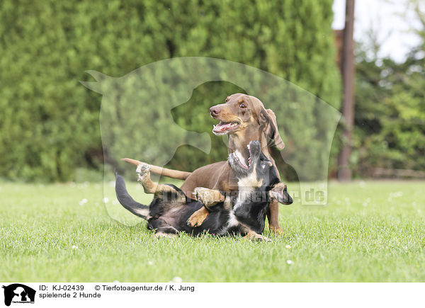 spielende 2 Hunde / playing 2 Dogs / KJ-02439