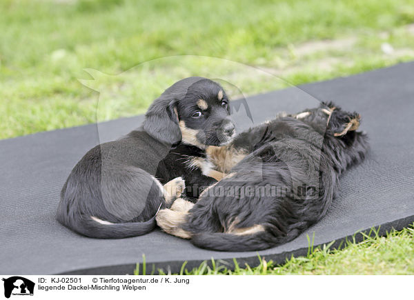 liegende Dackel-Mischling Welpen / lying Dachshund-Mongrel Puppies / KJ-02501