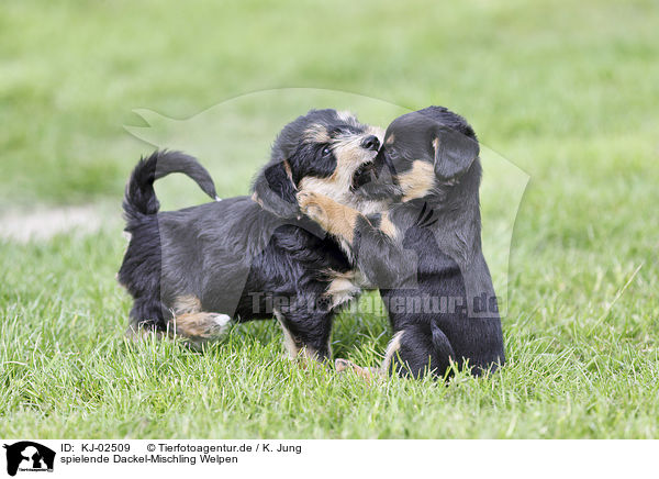 spielende Dackel-Mischling Welpen / playing Dachshund-Mongrel Puppies / KJ-02509