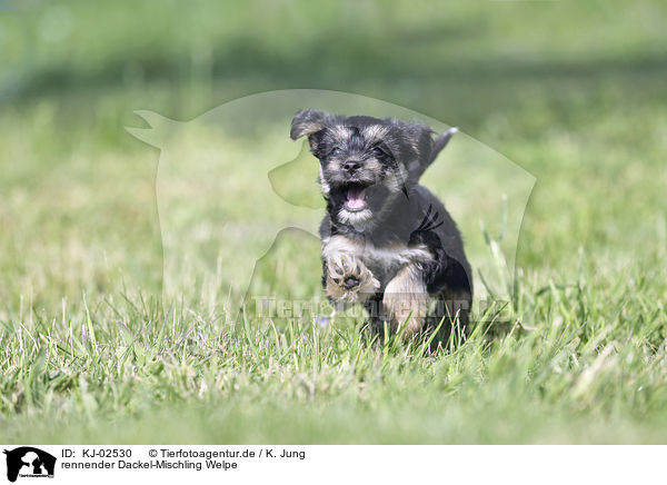 rennender Dackel-Mischling Welpe / running Dachshund-Mongrel Puppy / KJ-02530