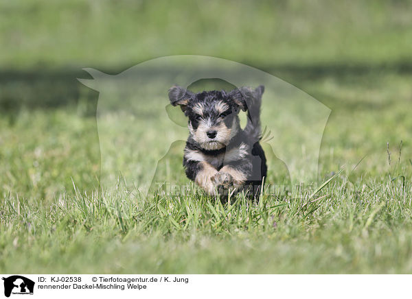 rennender Dackel-Mischling Welpe / running Dachshund-Mongrel Puppy / KJ-02538