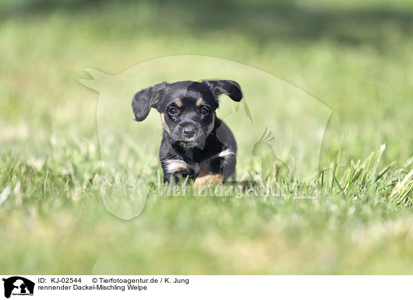 rennender Dackel-Mischling Welpe / running Dachshund-Mongrel Puppy / KJ-02544