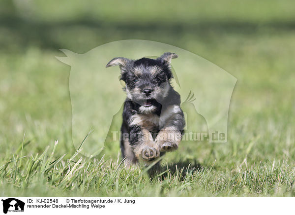 rennender Dackel-Mischling Welpe / running Dachshund-Mongrel Puppy / KJ-02548