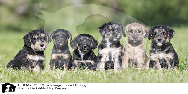sitzende Dackel-Mischling Welpen / sitting Dachshund-Mongrel Puppies / KJ-02573