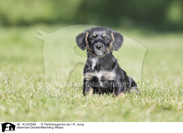 sitzender Dackel-Mischling Welpe / sitting Dachshund-Mongrel Puppy / KJ-02580