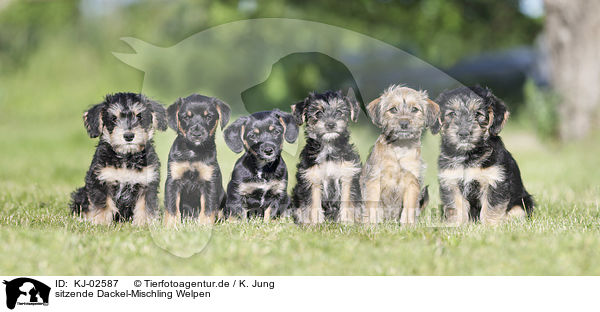 sitzende Dackel-Mischling Welpen / sitting Dachshund-Mongrel Puppies / KJ-02587