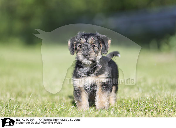 stehender Dackel-Mischling Welpe / standing Dachshund-Mongrel Puppy / KJ-02594