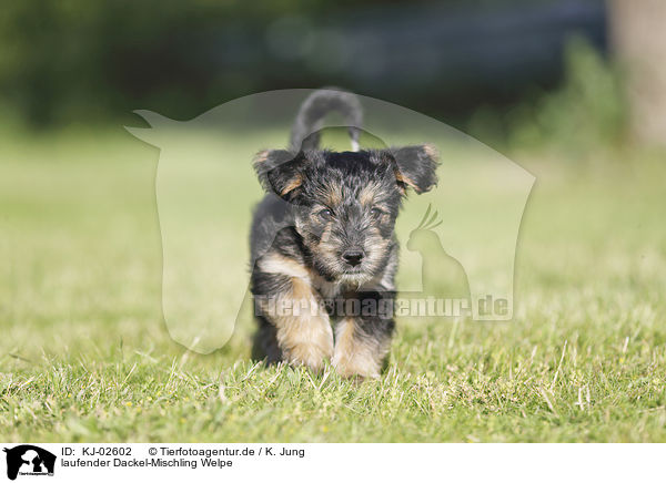laufender Dackel-Mischling Welpe / walking Dachshund-Mongrel Puppy / KJ-02602