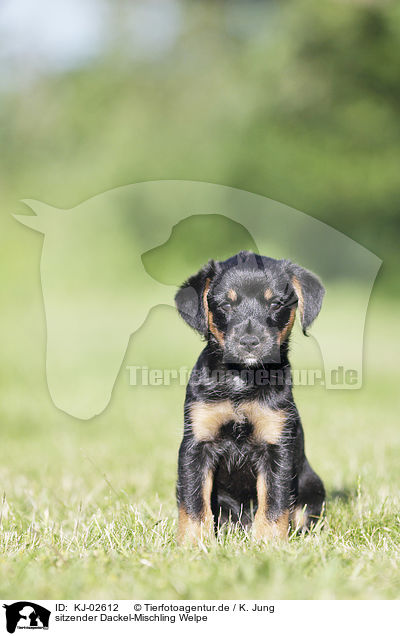 sitzender Dackel-Mischling Welpe / sitting Dachshund-Mongrel Puppy / KJ-02612