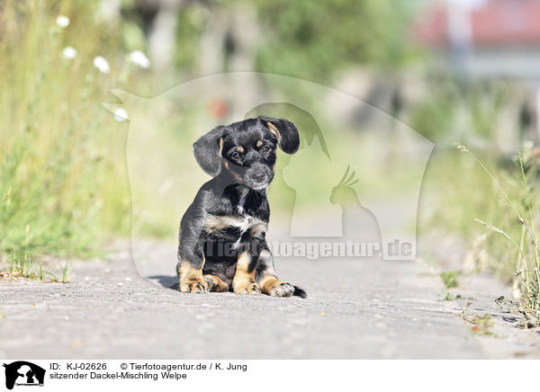 sitzender Dackel-Mischling Welpe / sitting Dachshund-Mongrel Puppy / KJ-02626