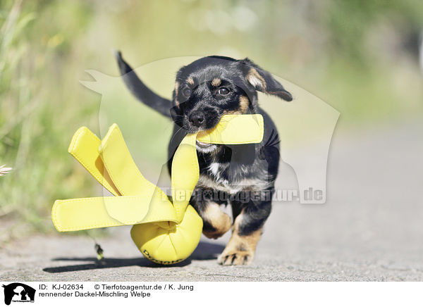 rennender Dackel-Mischling Welpe / running Dachshund-Mongrel Puppy / KJ-02634