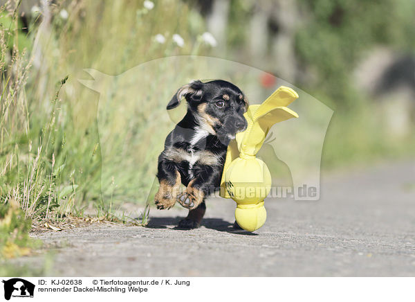 rennender Dackel-Mischling Welpe / running Dachshund-Mongrel Puppy / KJ-02638