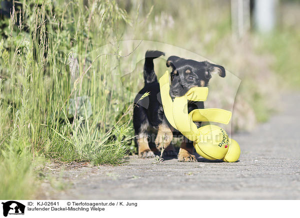 laufender Dackel-Mischling Welpe / walking Dachshund-Mongrel Puppy / KJ-02641