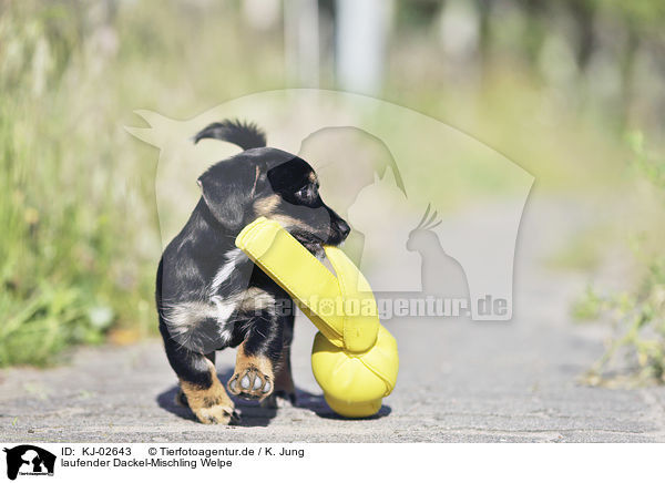 laufender Dackel-Mischling Welpe / walking Dachshund-Mongrel Puppy / KJ-02643