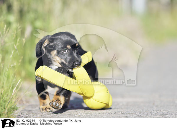 laufender Dackel-Mischling Welpe / walking Dachshund-Mongrel Puppy / KJ-02644