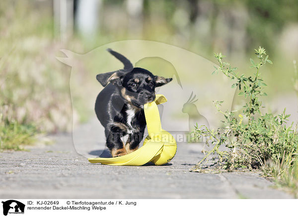 rennender Dackel-Mischling Welpe / running Dachshund-Mongrel Puppy / KJ-02649