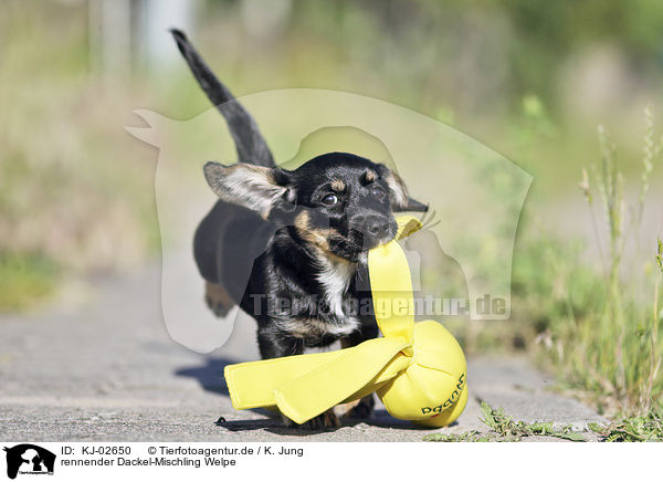 rennender Dackel-Mischling Welpe / running Dachshund-Mongrel Puppy / KJ-02650
