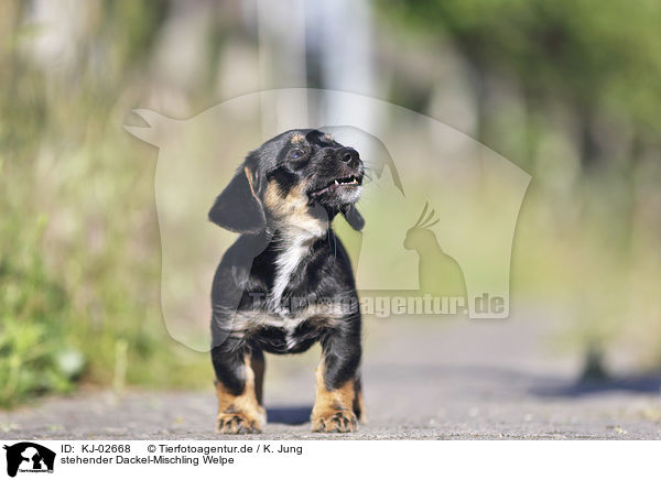 stehender Dackel-Mischling Welpe / standing Dachshund-Mongrel Puppy / KJ-02668