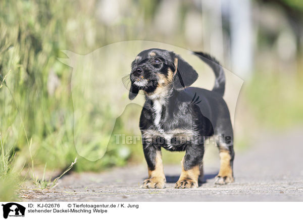 stehender Dackel-Mischling Welpe / standing Dachshund-Mongrel Puppy / KJ-02676