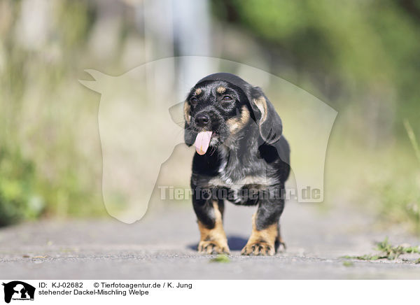 stehender Dackel-Mischling Welpe / standing Dachshund-Mongrel Puppy / KJ-02682