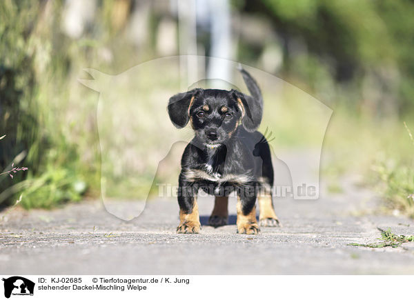 stehender Dackel-Mischling Welpe / standing Dachshund-Mongrel Puppy / KJ-02685