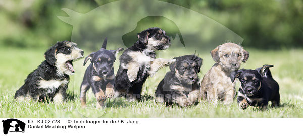 Dackel-Mischling Welpen / Dachshund-Mongrel Puppies / KJ-02728