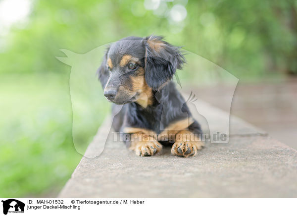 junger Dackel-Mischling / young Dachshund-Mongrel / MAH-01532