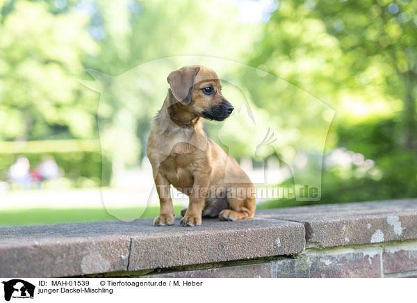 junger Dackel-Mischling / young Dachshund-Mongrel / MAH-01539