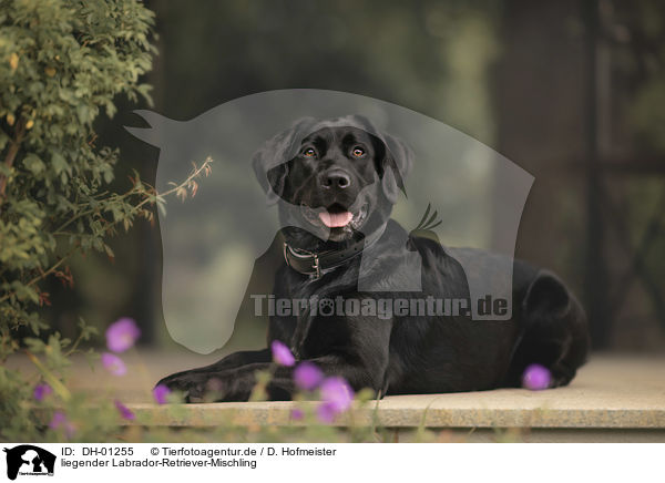 liegender Labrador-Retriever-Mischling / lying Labrador-Retriever-Mongrel / DH-01255