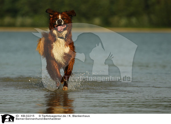 Berner-Sennenhund-Bernhardiner / Saint-Bernard-Bernese-Mountain-Dog / KB-02215