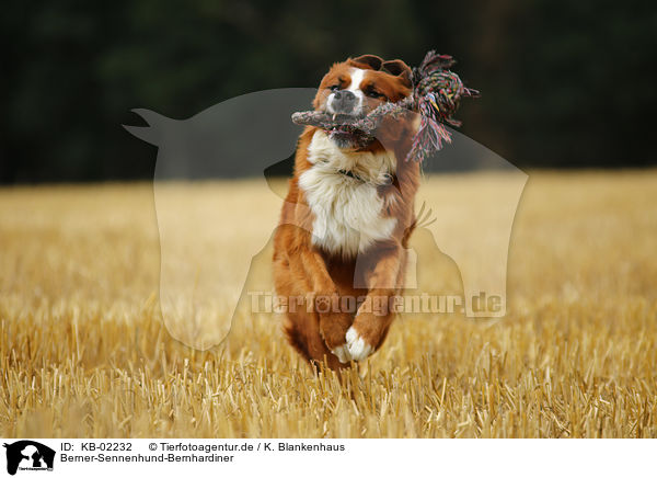 Berner-Sennenhund-Bernhardiner / Saint-Bernard-Bernese-Mountain-Dog / KB-02232