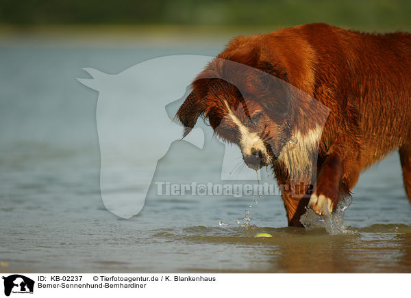 Berner-Sennenhund-Bernhardiner / Saint-Bernard-Bernese-Mountain-Dog / KB-02237