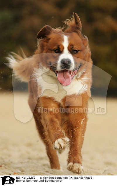 Berner-Sennenhund-Bernhardiner / Saint-Bernard-Bernese-Mountain-Dog / KB-02262