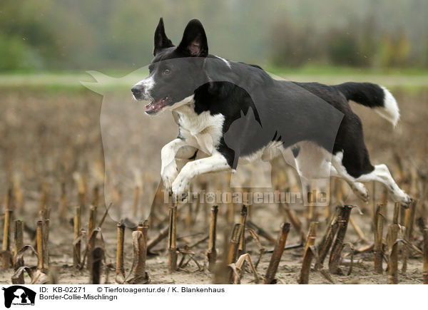 Border-Collie-Mischlingn / Border-Collie-Mongrel / KB-02271