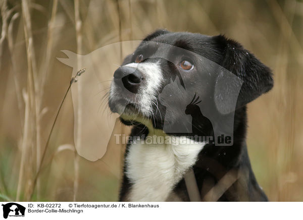 Border-Collie-Mischlingn / Border-Collie-Mongrel / KB-02272