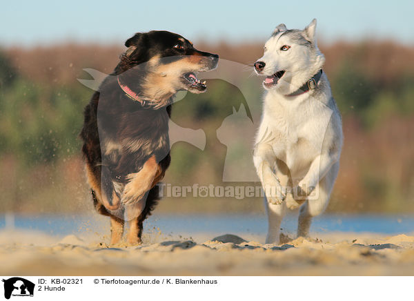 2 Hunde / 2 dogs / KB-02321