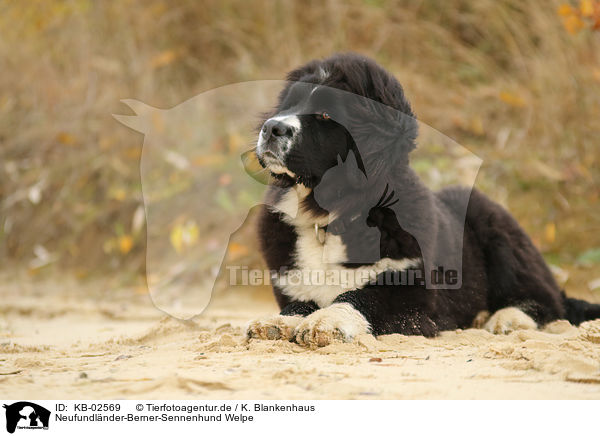 Neufundlnder-Berner-Sennenhund Welpe / Newfoundlander-Bernese-Mountain-Dog Puppy / KB-02569