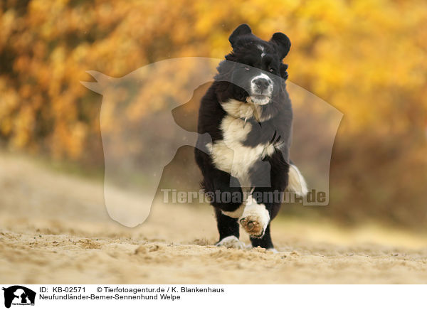 Neufundlnder-Berner-Sennenhund Welpe / Newfoundlander-Bernese-Mountain-Dog Puppy / KB-02571