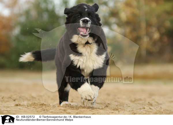 Neufundlnder-Berner-Sennenhund Welpe / Newfoundlander-Bernese-Mountain-Dog Puppy / KB-02572