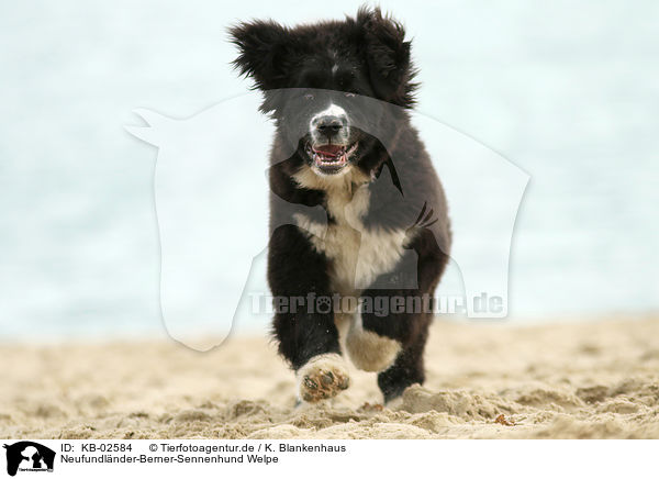 Neufundlnder-Berner-Sennenhund Welpe / Newfoundlander-Bernese-Mountain-Dog Puppy / KB-02584