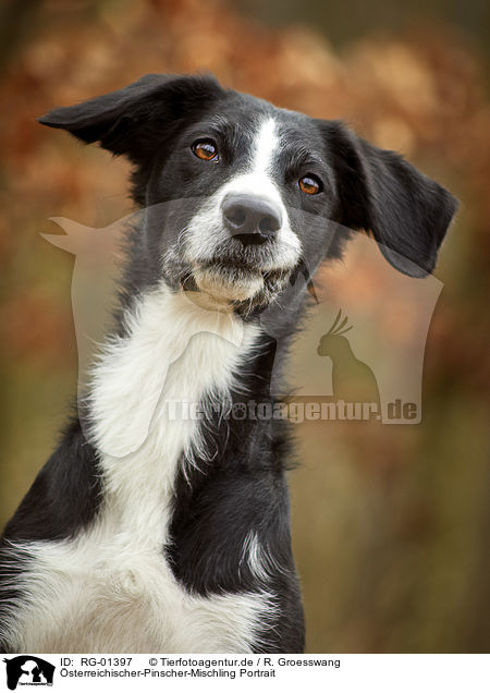 sterreichischer-Pinscher-Mischling Portrait / Austrian-Pinscher-Mongrel Portrait / RG-01397